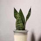 Cachepot Raízes Arena M