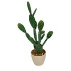 Cacto Decorativo Em Plastico E Ceramica Bege 18cm X 14cm X 6