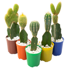 Cacto Exertado Pote 07