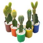 Cacto Exertado Pote 07