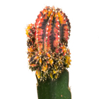 Cacto Exertado Pote 10