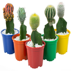 Cacto Exertado Pote 10