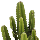 Cacto Mandacaru Pote 30