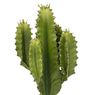 Cacto Mandacaru Vaso 170cm