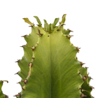 Cacto Mandacaru Vaso 170cm