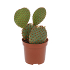 Cacto Pote 6 Planta Natural