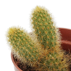 Cacto Pote 6 Planta Natural