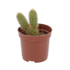Cacto Pote 6 Planta Natural