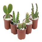 Cacto Pote 6 Planta Natural