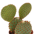 Cacto Pote 6 Planta Natural
