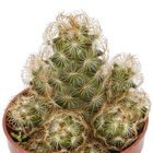 Cacto Pote 6 Planta Natural