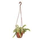 Cacto Rabo de Macaco Cuia 18