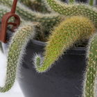 Cacto Rabo de Macaco Cuia 18