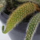 Cacto Rabo de Macaco Cuia 18