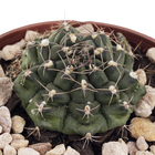 Cacto Raiz Própria Pote 11