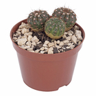 Cacto Raiz Própria Pote 11