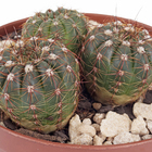 Cacto Raiz Própria Pote 11