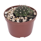 Cacto Raiz Própria Pote 11