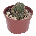 Cacto Raiz Própria Pote 11