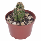 Cacto Raiz Própria Pote 11