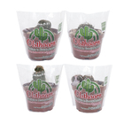 Cacto Raiz Própria Pote 11