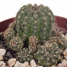 Cacto Raiz Própria Pote 11