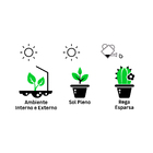 Cacto Raiz Própria Pote 11