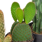 Cacto Variado Pote 11 Planta Natural