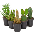 Cacto Variado Pote 11 Planta Natural