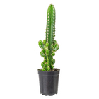 Cactus Acanthocereus Tetragonus P09