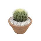 Cactus Bola VB6 Min 20cm