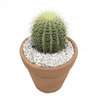 Cactus Bola VB6 Min 20cm