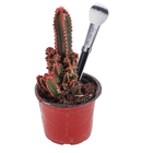 Cactus Castelo de fadas Pote 06