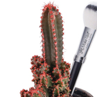 Cactus Castelo de fadas Pote 06