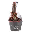 Cactus Castelo de fadas Pote 06