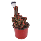 Cactus Castelo de fadas Pote 06