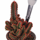 Cactus Castelo de fadas Pote 06