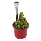Cactus Castelo de fadas Pote 06