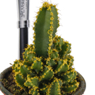Cactus Castelo de fadas Pote 06
