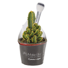 Cactus Castelo de fadas Pote 06