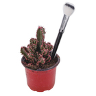 Cactus Castelo de fadas Pote 06