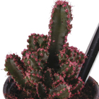 Cactus Castelo de fadas Pote 06