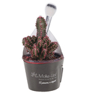 Cactus Castelo de fadas Pote 06