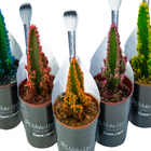 Cactus Castelo de fadas Pote 06