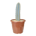 Cactus Cereus Azul P19