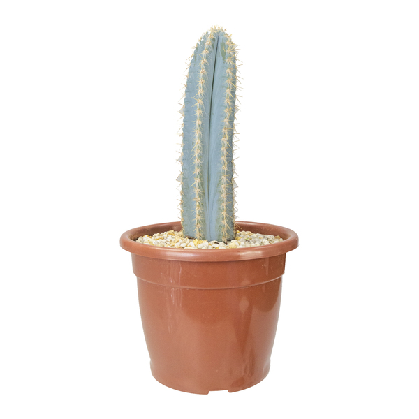 Cactus Cereus Azul P19