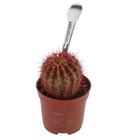 Cactus Colourz variado Pote 06