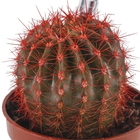 Cactus Colourz variado Pote 06