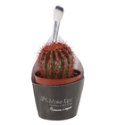 Cactus Colourz variado Pote 06