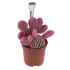 Cactus Colourz variado Pote 06